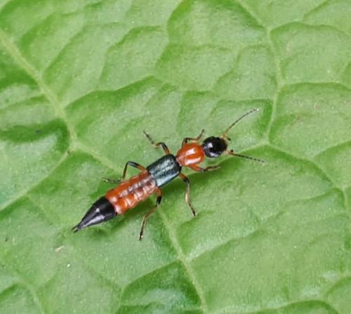 Réf. 282 650 : Paederus sp.